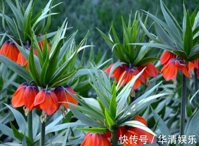 花卉|养花养个奇特的,开花很像是皇冠,养护的方法难度很小的