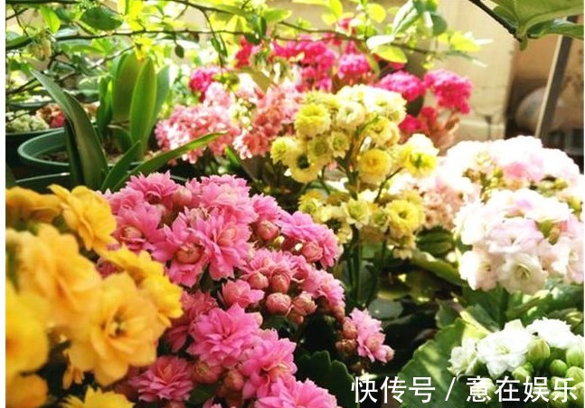 养长寿花,配土加1料,长寿花吃得很欢,不停爆花,变成大花球!