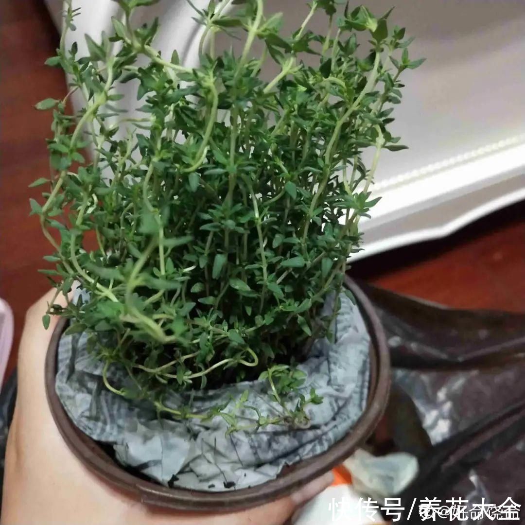 休眠|7种情况不能施肥,像毒药一样,浇完花就烧死