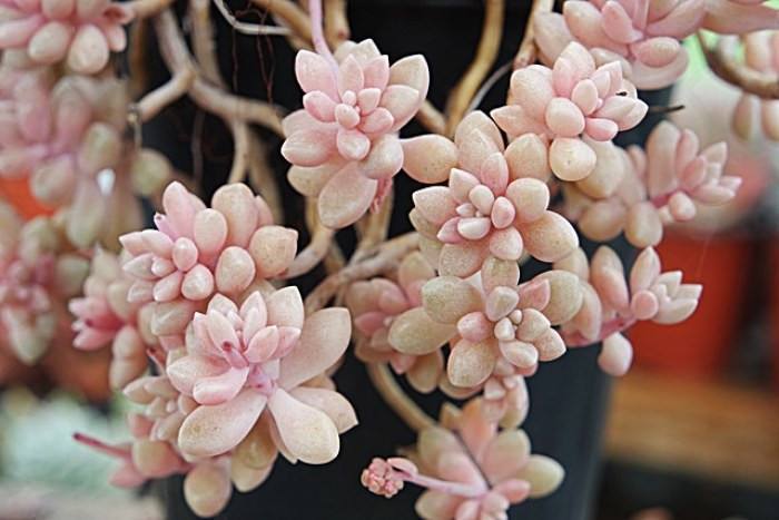 5种“多肉”能从花盆里“流出来”,养在院子里不管“就爆盆”