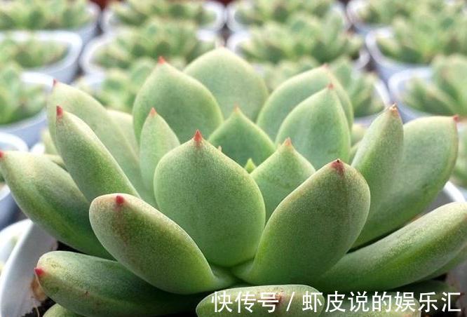 冬季多肉怎么养，做好3点，叶片上色快，轻松养出好状态