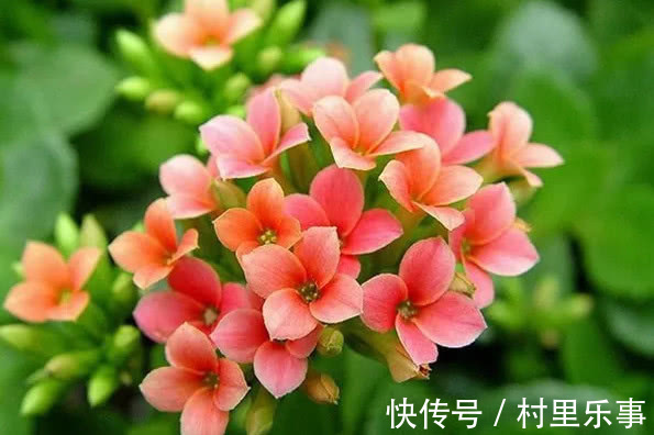 新手养长寿花,喝点“它”蹭蹭长,不烂根不黄叶,花开娇艳爆满盆