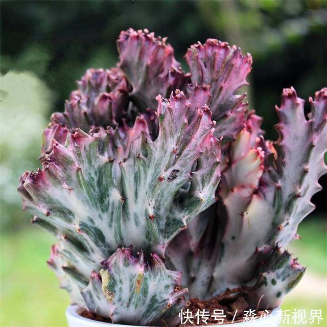 仙人掌|这2种花长得丑，有的人看不上，现在知道它们的寓意，纷纷往家搬