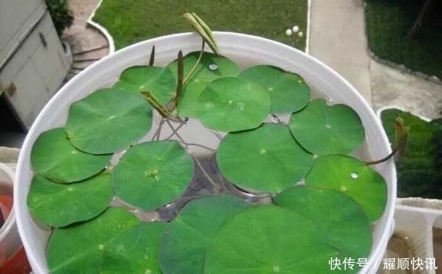 养盆栽睡莲、碗莲,一个小技巧,叶子蹭蹭长满盆,一次开10朵