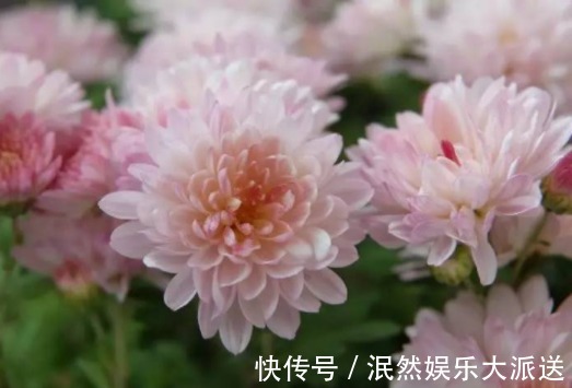 花姿|8月下旬，养这几款菊花，花姿卓越，花朵美艳又迷人，妖娆妩媚