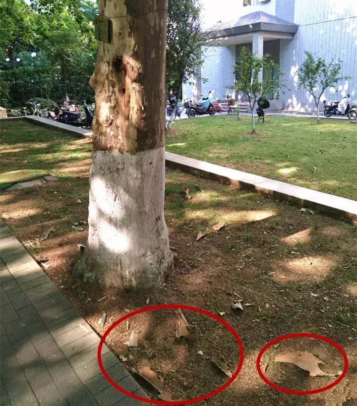 柳树枝|2种“生根水”制好后,往土里浇一点,植物根须就能嗖嗖窜出盆