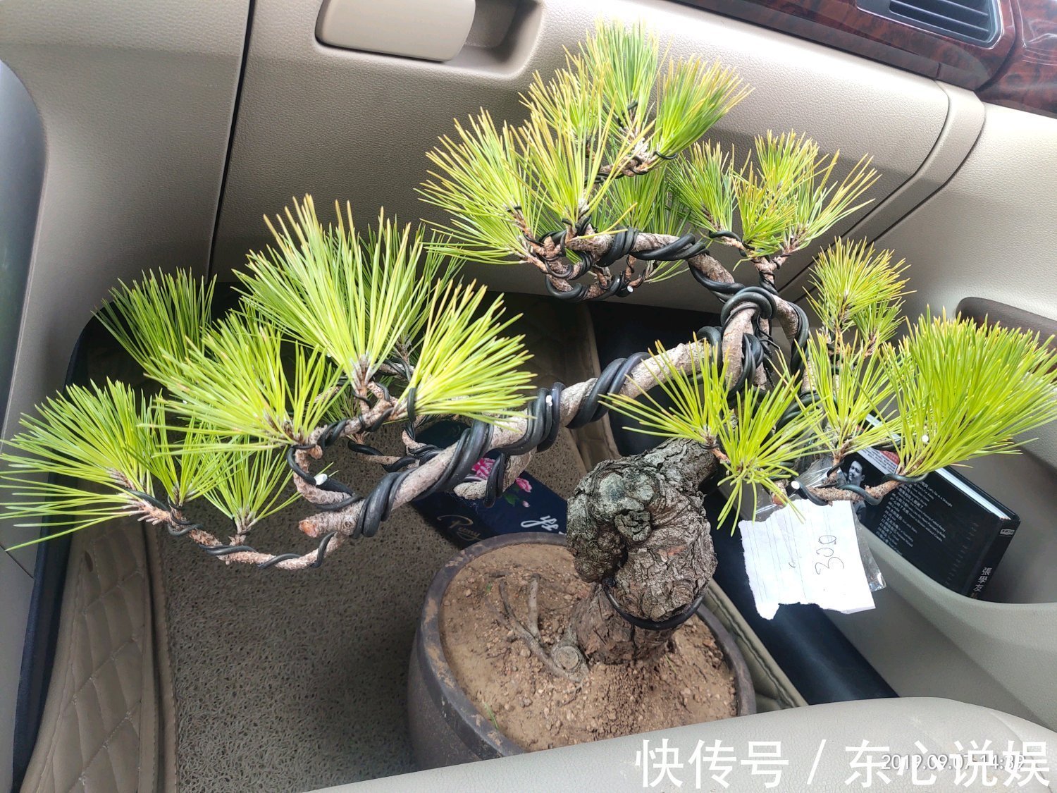 盆景|黑松盆景蓄枝让枝条快速增粗的方法摇动枝条增粗法,想多粗都行