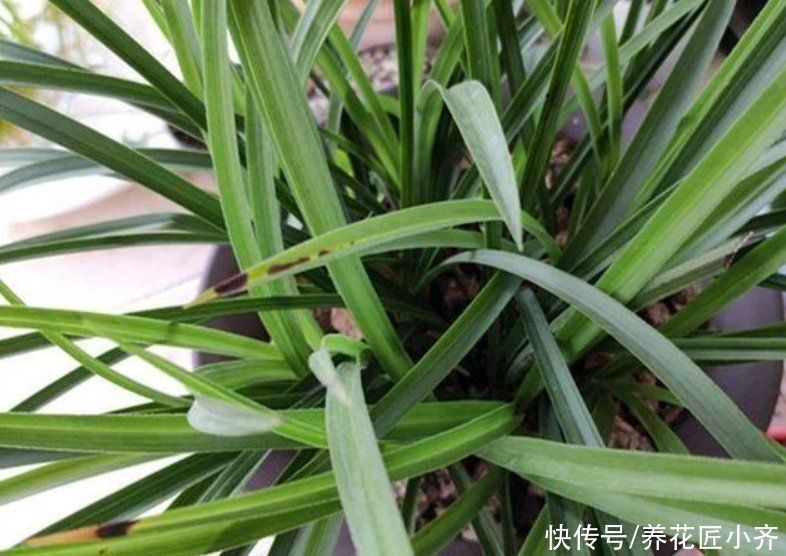 空根|兰花总“焦尖”怎么办?通过“2点”分析,找到原因才能叶子油绿