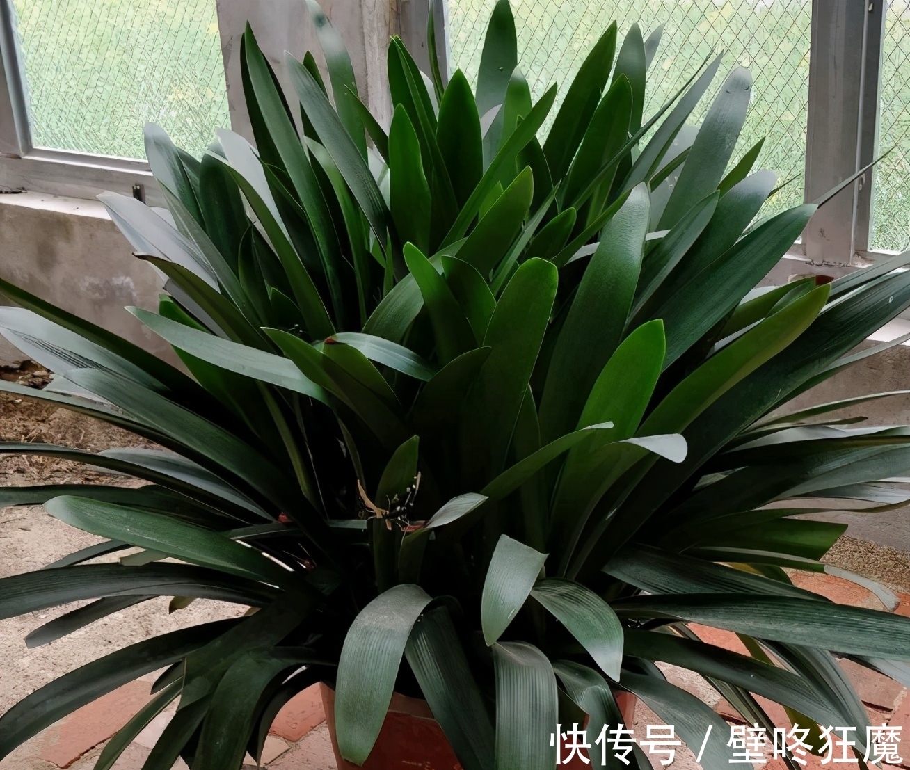 给君子兰换盆土垫上这些东西,3年内肉质根再不会因积水而腐烂了