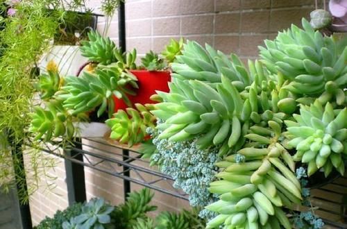 养了两年的千佛手，不长侧芽，直接砍了，结果爆了很多侧芽