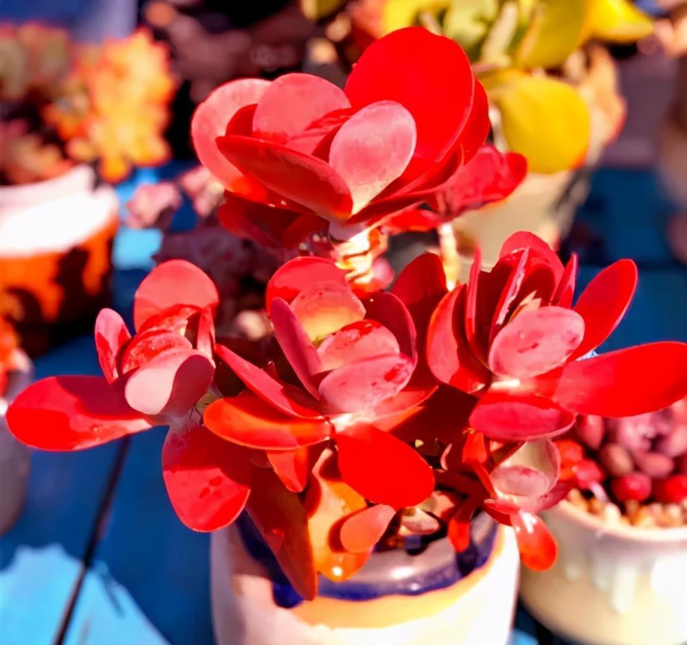 叶子|3种耐晒耐热的多肉，7月也能生机勃勃，高温天气长势旺、易度夏