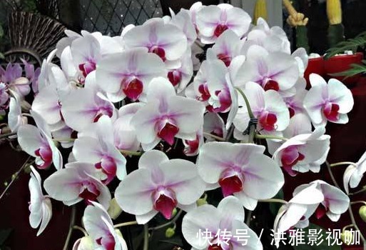 养花不如养盆“仙客来”,温度高就能开花,花开美观又大气