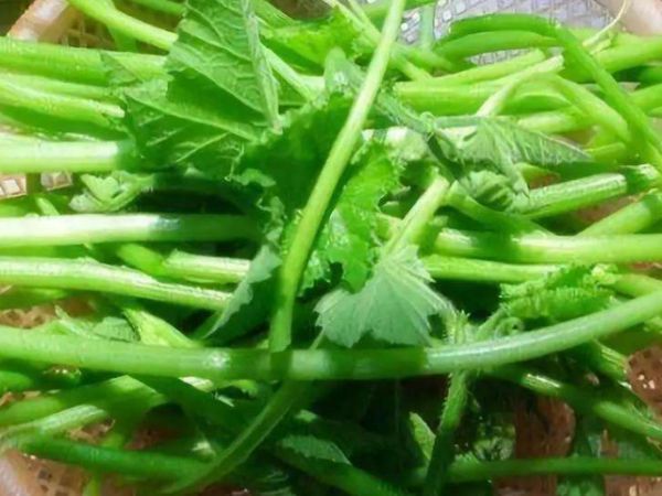 白果|天然“青霉素”被发现了,女人使劲吃,消炎杀菌,炎症或自然消