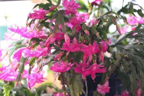 蟹爪兰不开花,2种废渣家家都有,埋1点花芽猛长,花爆盆