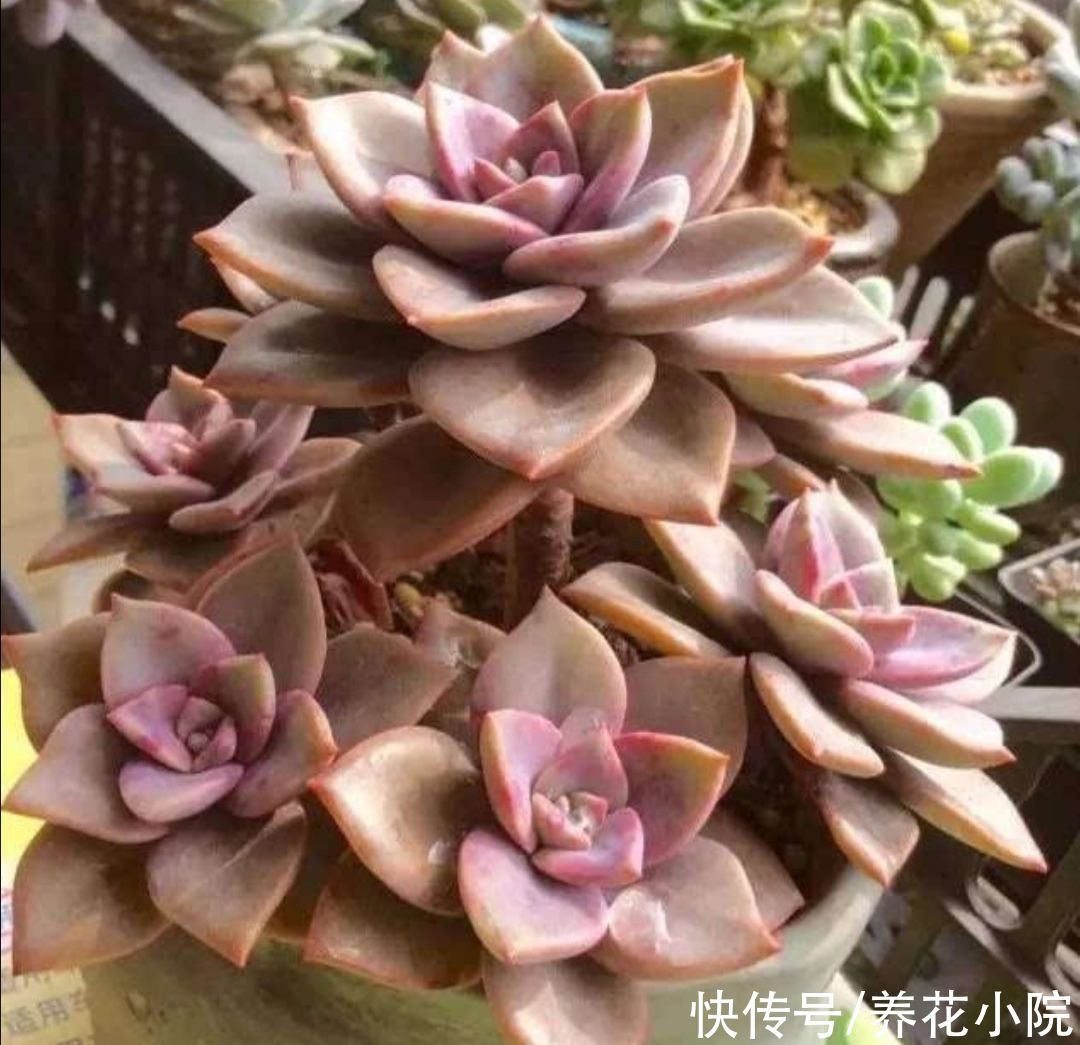 种花|夏天别买6种花，天热就休眠，太不好养