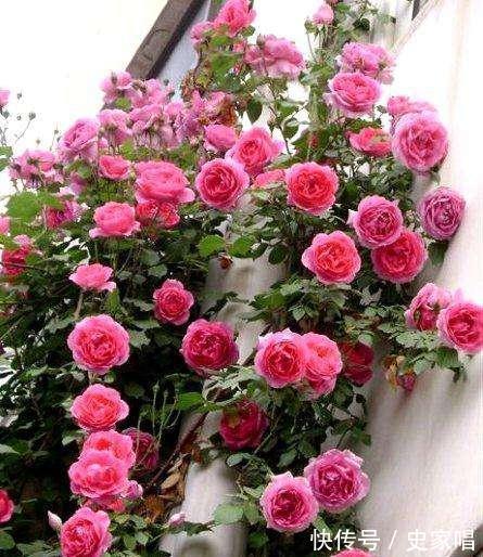 最值得入手的月季,大游行