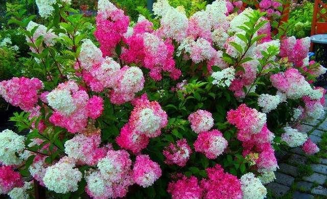 耐寒|花型巨大，酷似火炬的绣球花，一年变小树，越冷越美艳