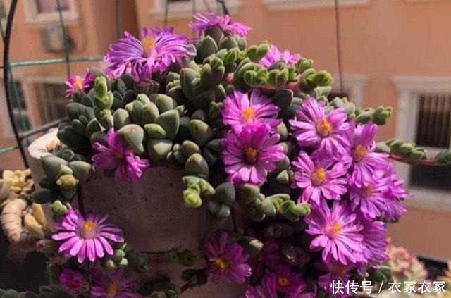 多肉中开花最迷人的4个品种,小米星精致淡雅,佛珠仙气飘逸!