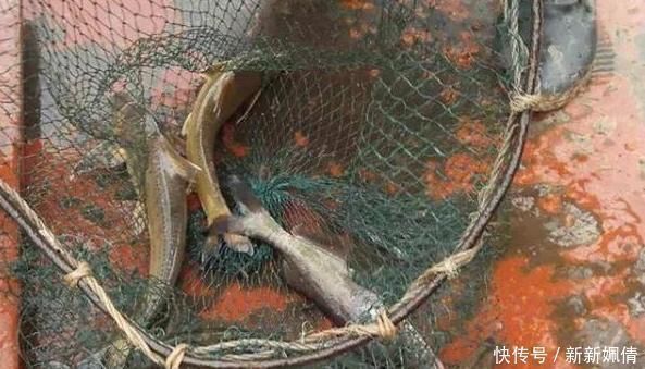 养殖|180元1斤吃到濒危,上岸后养不活,如今终于养殖成功,却没人敢养