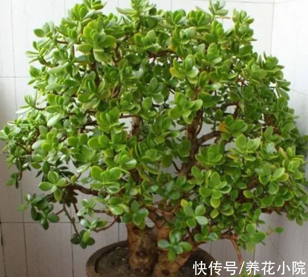 植株|天冷了，4种花要“穷养”，才能顺利过冬