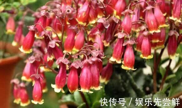 5种花养起来很简单,根本不用花钱,好养易活爆盆简单