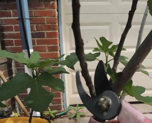 阳台养花过时了,盆栽这2款果树,赏花有果子吃,真令人羡慕