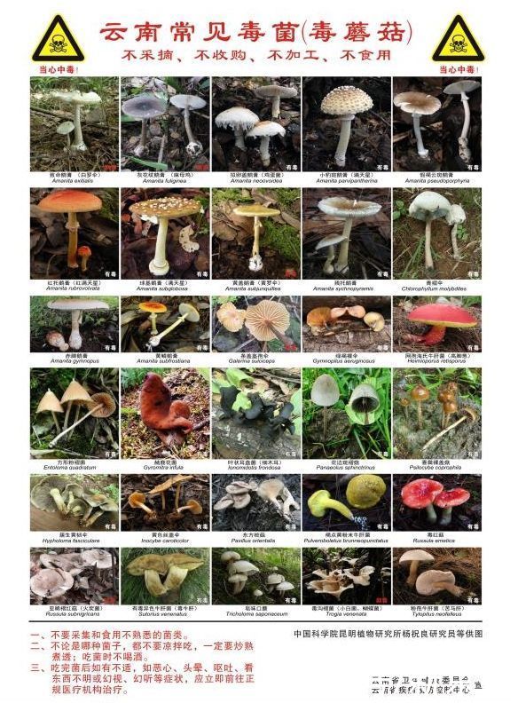 昆明|昆明一办公室长出蘑菇上热搜，野生菌可能有毒，千万别随意采食