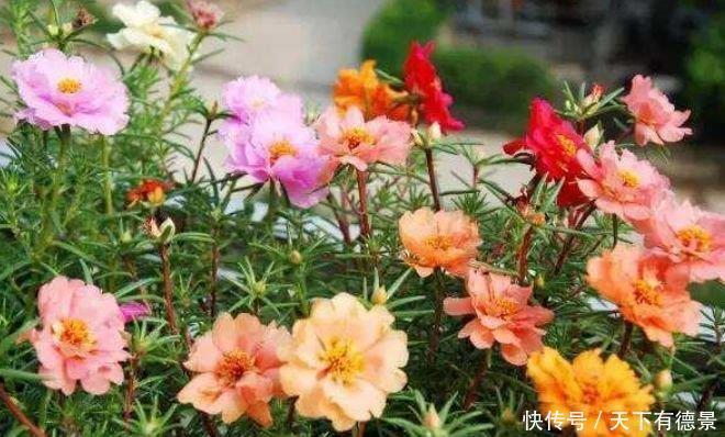 4种花一年四季开花不断，好养又漂亮，天天有花赏