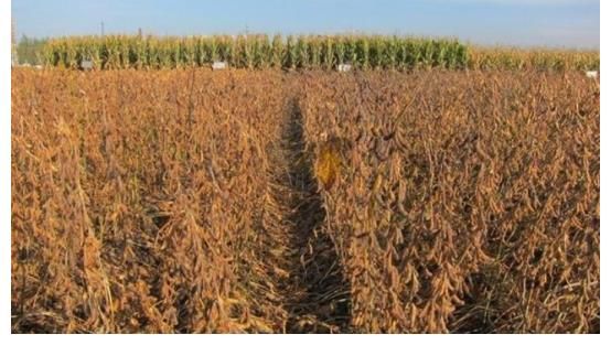 耐密植大豆新品种合农123 其特征特性及栽培技术研究 快资讯