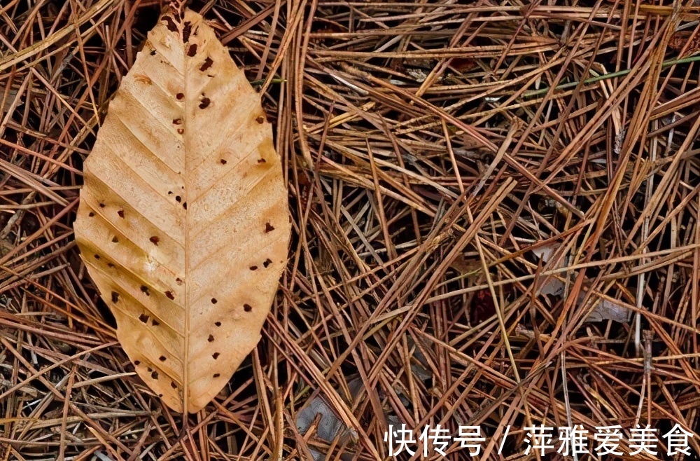 老花匠|学会用松针、羊粪,作为新人小白,养花效果能和老花匠媲美