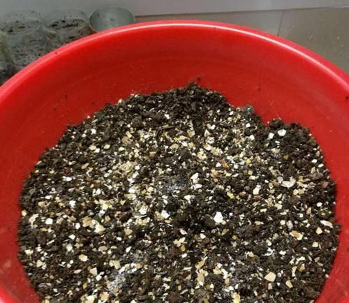  花肥|用鸡蛋壳自制花肥，多加这1步，肥效翻倍，推荐！