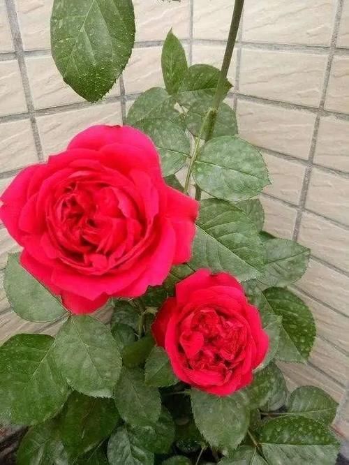 区别|月季、蔷薇、玫瑰有区别，懂得1点，全都能养好，开花一茬茬