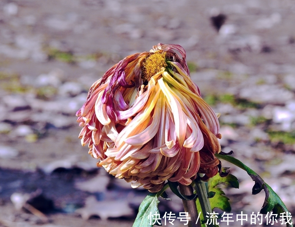 荷花@3个千古名句赏析：当荷花与菊花出现在同一首诗中，荷花败了？