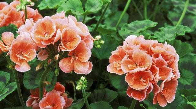 天竺葵神奇的“一劈”,给予适量的水,温度,不几天就能生根成活