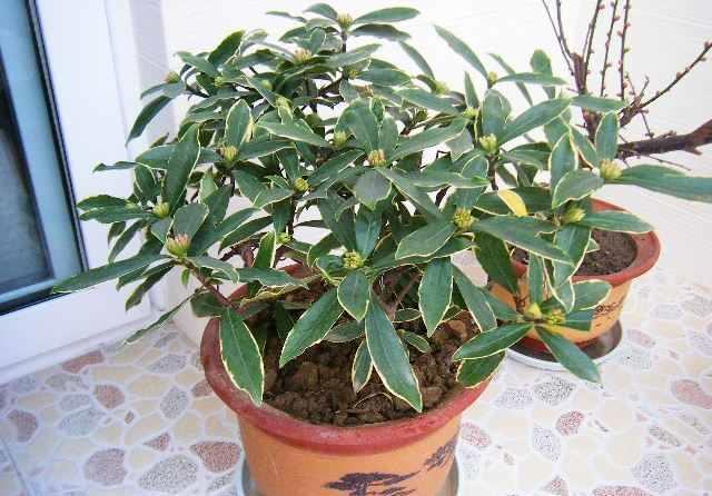 传统名花“金边瑞香”,注意4个问题,养的倍棒,花香溢满屋