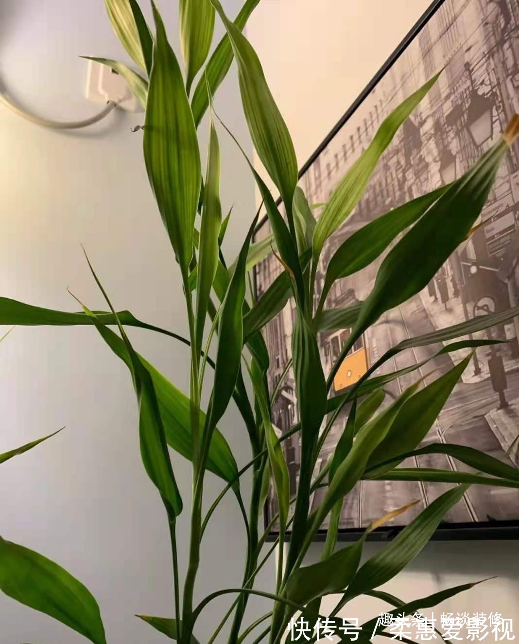 养坏了几十盆花,才总结出来的避坑心得,养花新手看这篇就够了