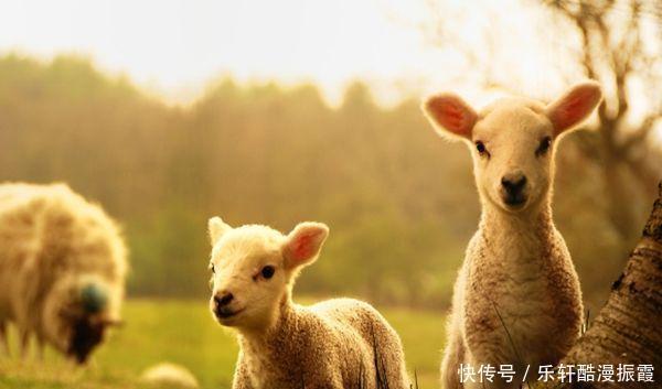 生肖羊多长个心眼 四月特别重要 属羊人定要看看 粉紫色