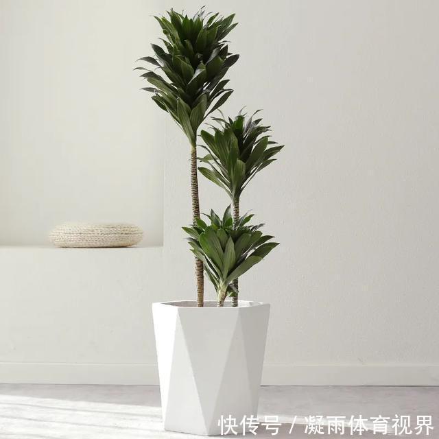 幸福树|2021年最流行的客厅花卉植物，看看哪种最适合你家