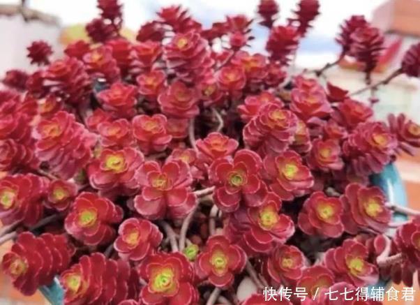 春天|生长快速的9种多肉,春天就养这些肉肉了,一年半载就能养爆盆