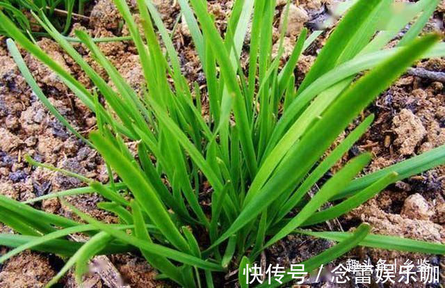 为什么韭菜根系会逐年上移?栽培韭菜做好2点,株苗油绿不跳根