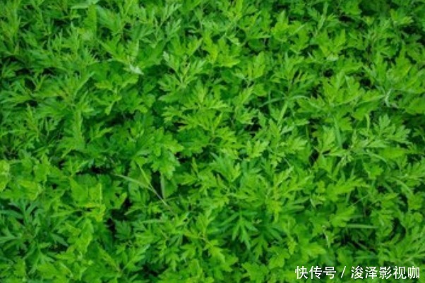 80岁老奶奶每天用一份艾草,4大好处让人惊喜,早知早受益