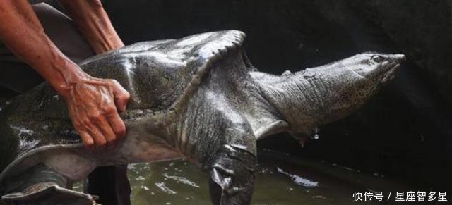 军队|越南巨鳖活几个世纪,死后被当国宝祥瑞,曾帮忙打败明朝军队