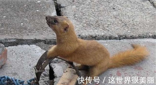 乌龟#为何老一辈说黄鼠狼不能杀,科学研究表明,不是迷信,真的不能杀