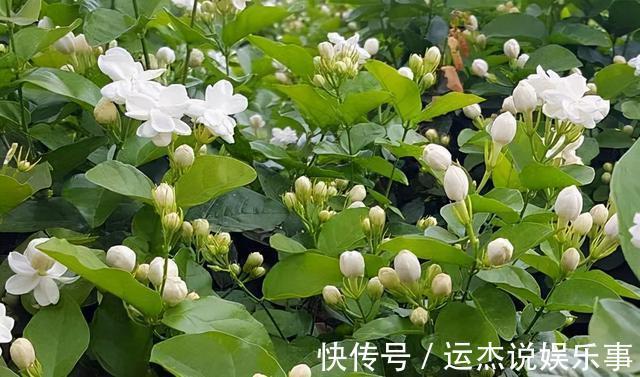 公认的“六种健康花”，建议至少养一盆，好看好吃，有些还喷香