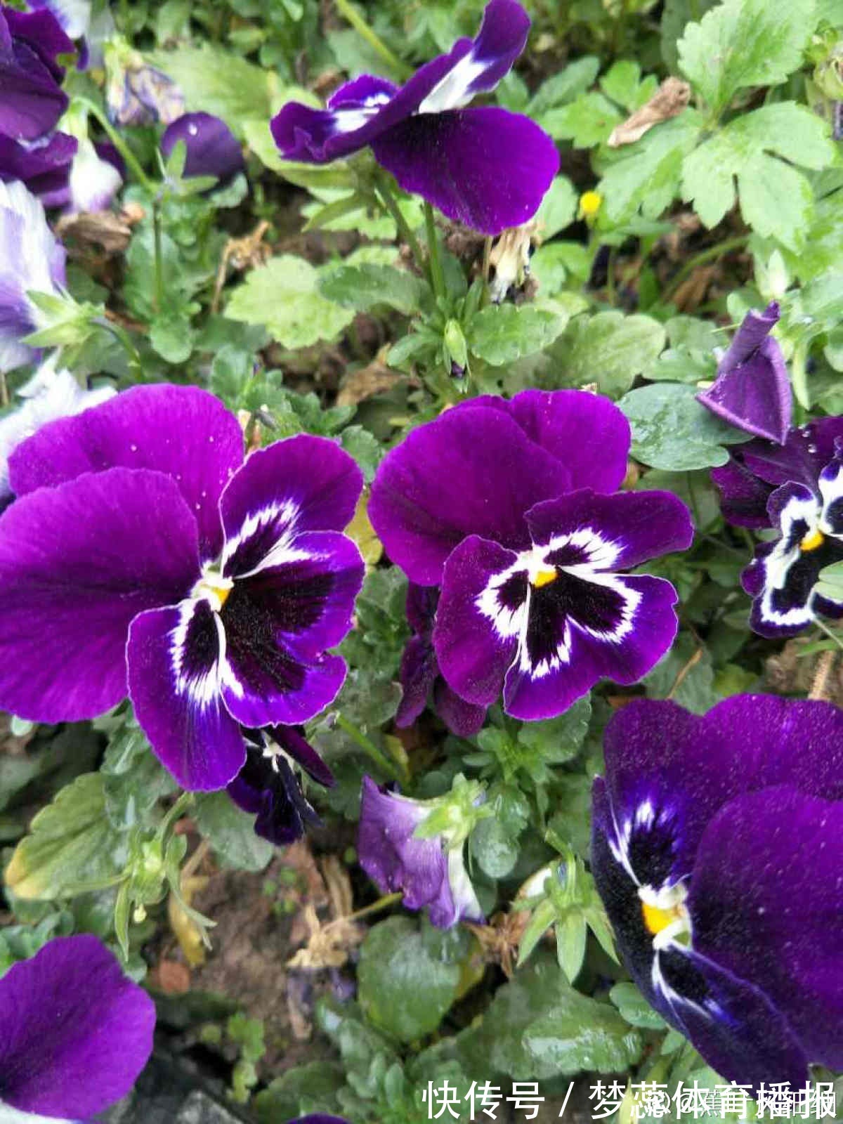 秋天|秋天是养草花的季节,12种草花现在播种,俩月就能开花