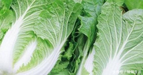 白菜|你还在吃大白菜吗?真后悔今天才了解到,要牢记转告给家里人