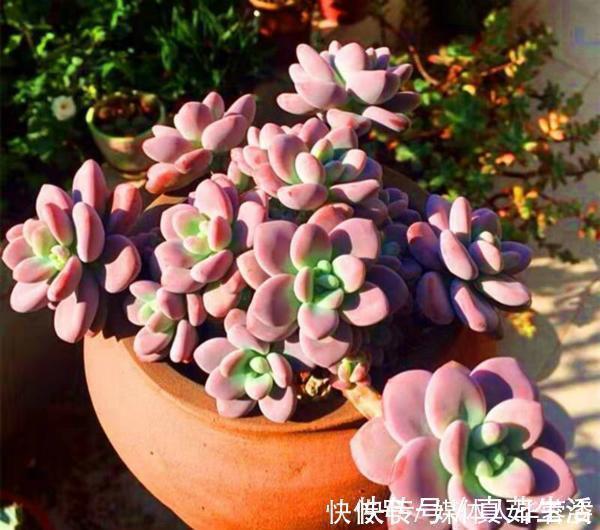 9种多肉,贵且难养,怕晒怕淋爱秃长,买了多半成鸡肋