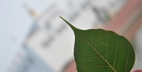 农历|阴历哪几天出生的孩子,是上等命,孝顺又有出息,早晚出人头地