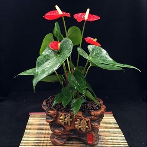 观赏性|适合新年养的花，家里养一盆，应景又生机勃勃！