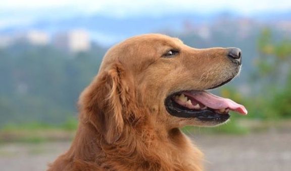 口服|如何顺利给宠物狗喂口服药,掌握正确口服喂养技巧,狗狗不会抵抗